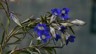75 of these plant species are listed on the International Union for Conservation of Nature (IUCN) Red List.