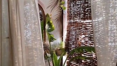 Khus curtains harness their aromatic and cooling properties to filter air and regulate during summers (Photo: Instagram (saumyas.home.decor)) Khus curtains harness their aromatic and cooling properties to filter air and regulate during summers (Photo: Instagram (saumyas.home.decor))