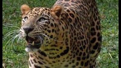 The leopard was said to be hiding in an area near the spot where the incident occurred. (For Representation)