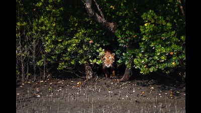 Tiger tiger burning bright in the forests of the Sunderbans (Shutterstock) Tiger tiger burning bright in the forests of the Sunderbans (Shutterstock)