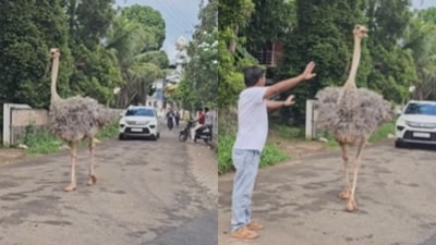 A massive ostrich escaped and wandered a busy road in Edathala, Kerala. (Instagram/feels_of_kochi) A massive ostrich escaped and wandered a busy road in Edathala, Kerala. (Instagram/feels_of_kochi)