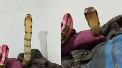 A man calmly recorded a king cobra on his bed. (Instagram/insidehistory) A man calmly recorded a king cobra on his bed. (Instagram/insidehistory)