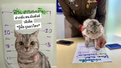 The cat gets a mugshot-worthy pose before being safely reunited with her owner. (Facebook/Parinda Yukol Pakeesuk) The cat gets a mugshot-worthy pose before being safely reunited with her owner. (Facebook/Parinda Yukol Pakeesuk)