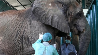 Dr Buddhika Bandara, a veterinary surgeon from Sri Lanka, examined Madhubala, a tuberculosis-diagnosed elephant, inside her enclosure at Safari Park in Karachi. (AFP) Dr Buddhika Bandara, a veterinary surgeon from Sri Lanka, examined Madhubala, a tuberculosis-diagnosed elephant, inside her enclosure at Safari Park in Karachi. (AFP)
