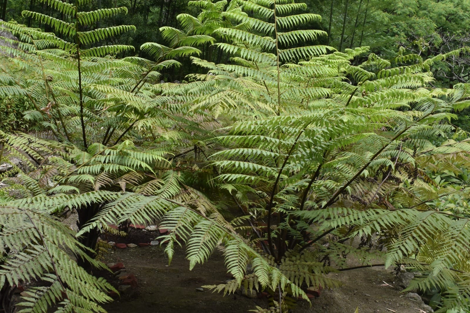The conservation measures are aimed at germplasm conservation of these species in case they disappear from the wild due to any reason, chief conservator of forests said.