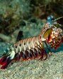 The mantis shrimp sees its coral world in colours so rich, it has 16 to 21 different photoreceptors (for our three). (Adobe Stock) The mantis shrimp sees its coral world in colours so rich, it has 16 to 21 different photoreceptors (for our three). (Adobe Stock)