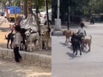 A video of a girl playing with stray dogs went viral.