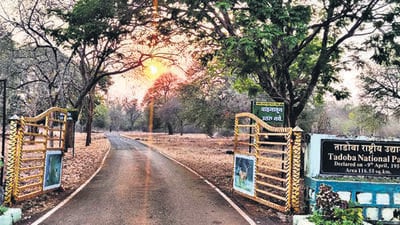 According to a senior forest department official, the tiger had migrated from the Tadoba Tiger Reserve and was responsible for the deaths of two villagers (HT Archives) (Hindustan Times)