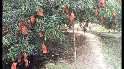 Less than 1% of UP’s mango growers use fruit protection bags as high costs and labour demands hinder wider adoption. (Sourced) Less than 1% of UP’s mango growers use fruit protection bags as high costs and labour demands hinder wider adoption. (Sourced)