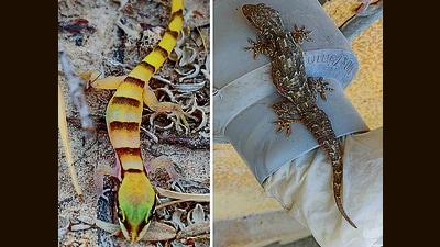 Persian gecko; (right) house lizard with a beauteous mosaic. (Shyam Meena) Persian gecko; (right) house lizard with a beauteous mosaic. (Shyam Meena)