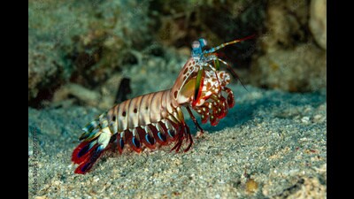 The mantis shrimp sees its coral world in colours so rich, it has 16 to 21 different photoreceptors (for our three). (Adobe Stock) The mantis shrimp sees its coral world in colours so rich, it has 16 to 21 different photoreceptors (for our three). (Adobe Stock)