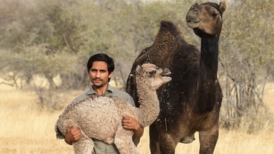 Radheshyam Pemani was known for his efforts to protect the Great Indian Bustard. (X/AshokGehlot) Radheshyam Pemani was known for his efforts to protect the Great Indian Bustard. (X/AshokGehlot)