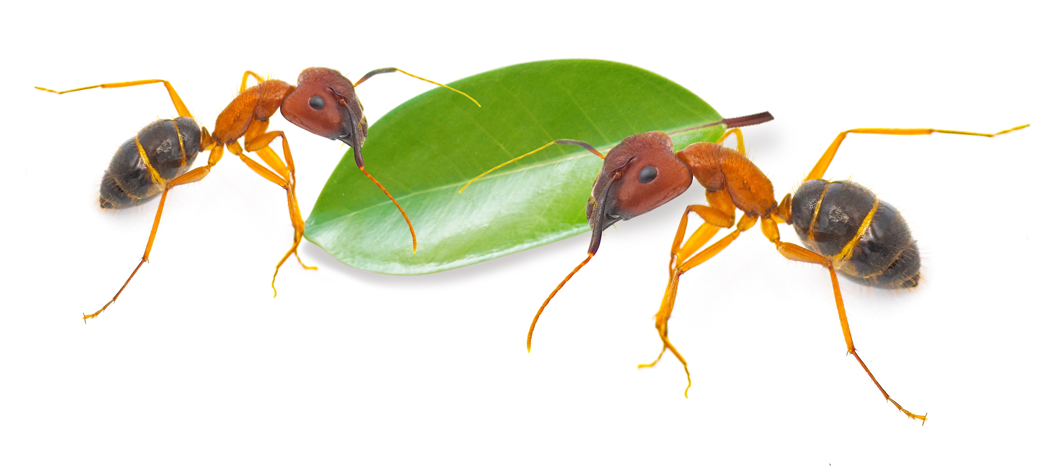A Florida carpenter ant will perform surgery on an injured buddy, to increase its chances of survival. (Adobe stock)