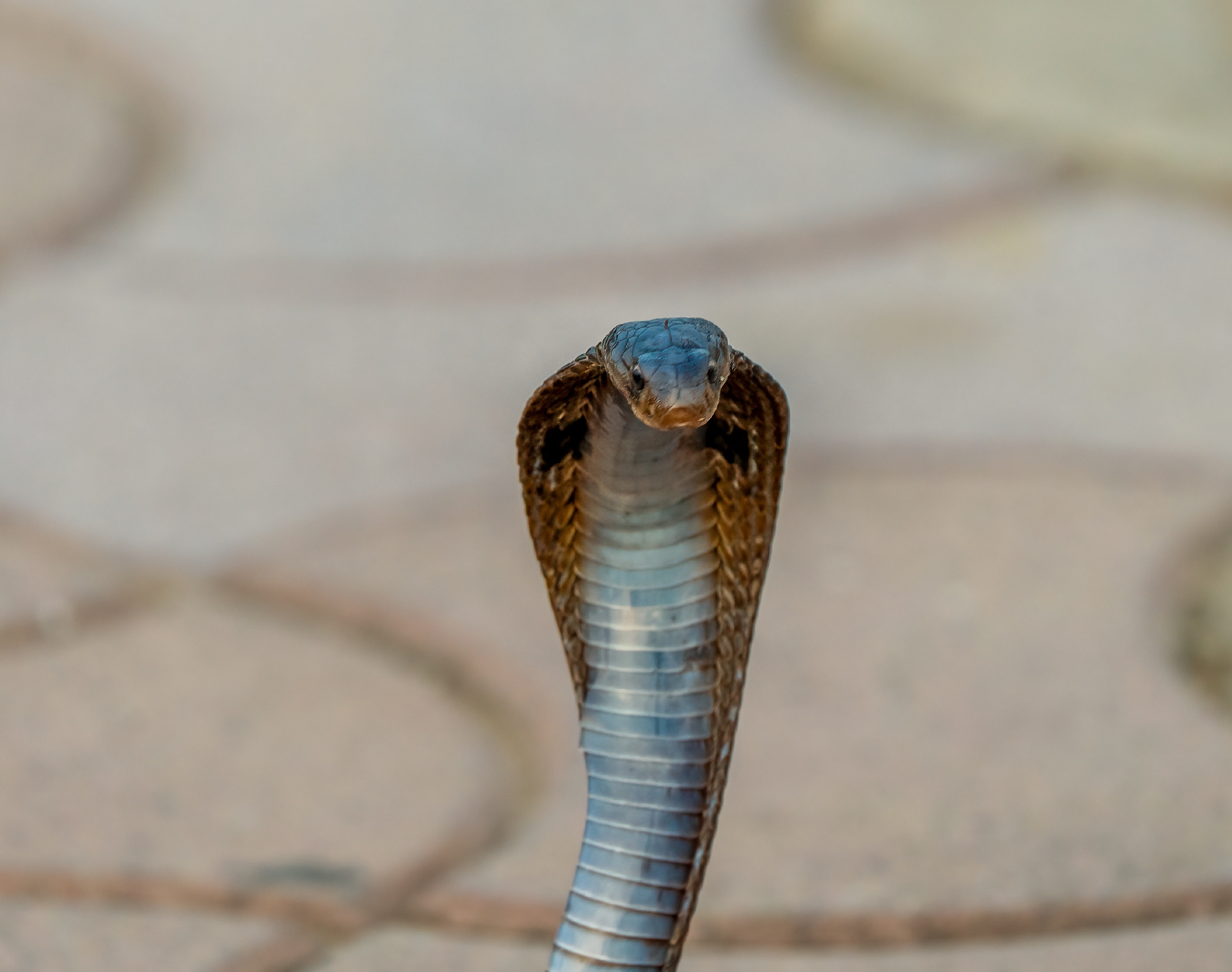 Cobra near regulator-end at Sukhna lake. (Dr Rajiv Narwal) Cobra near regulator-end at Sukhna lake. (Dr Rajiv Narwal)