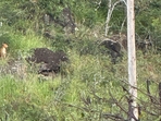 Large cat spotted near University of Hawaii, officials respond.