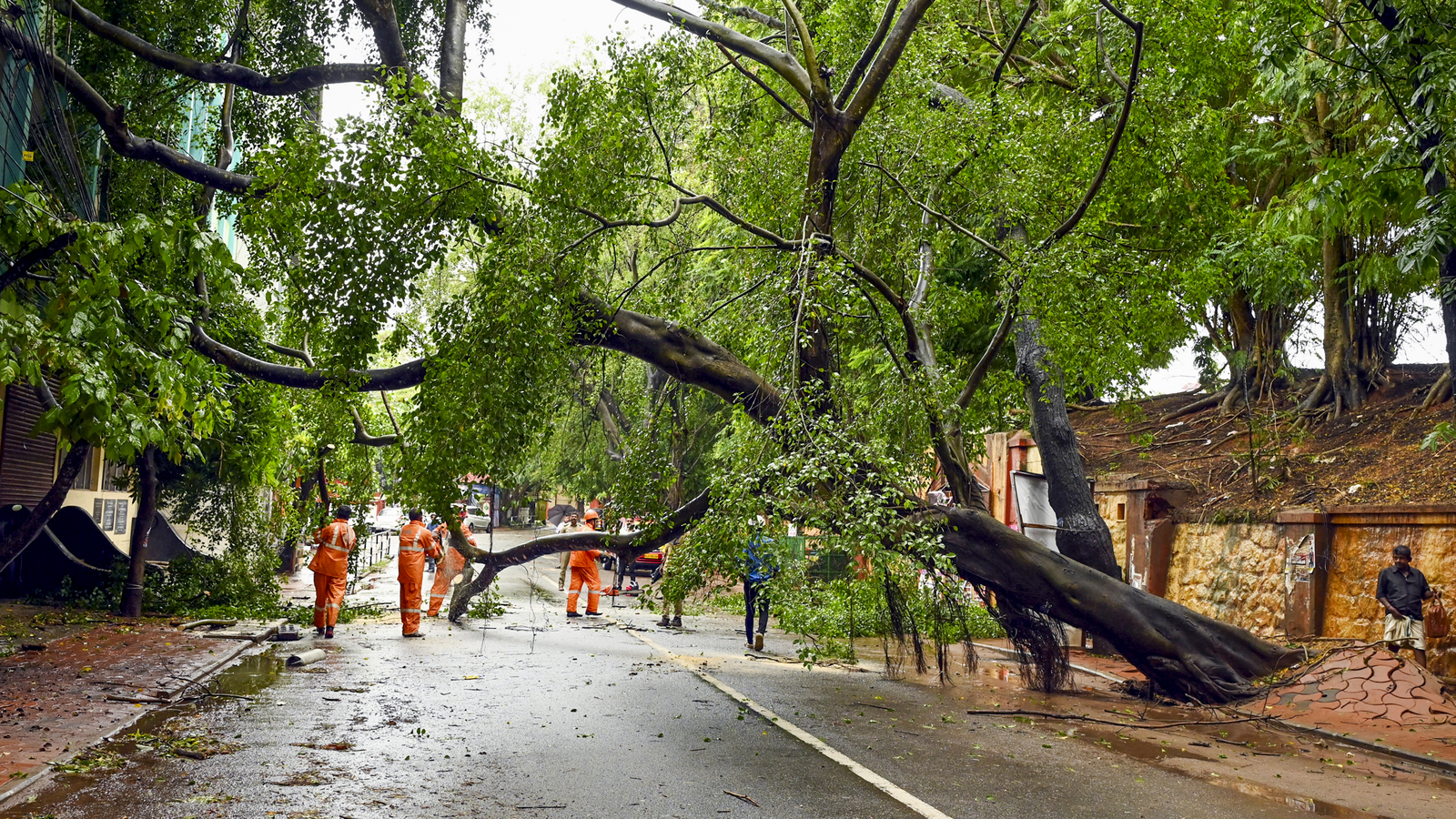 Heavy rain uproots trees, damages houses and infrastructure in Kerala ...