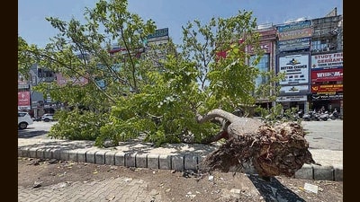 A tree that got uprooted at a market in Model Town area in Ludhiana. (Gurpreet Singh/HT) A tree that got uprooted at a market in Model Town area in Ludhiana. (Gurpreet Singh/HT)