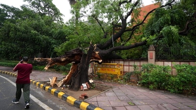 A pedestrian passes by an uprooted tree after strong winds and rainfall, in New Delhi, Sunday, May 25, 2025. (PTI) A pedestrian passes by an uprooted tree after strong winds and rainfall, in New Delhi, Sunday, May 25, 2025. (PTI)