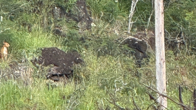 Large cat spotted near University of Hawaii, officials respond. (X)
