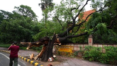 New Delhi: A pedestrian passes by an uprooted tree after strong winds and rainfall, in New Delhi, Sunday, May 25, 2025. (PTI Photo/Kamal Singh)(PTI05_25_2025_000020A) (PTI) New Delhi: A pedestrian passes by an uprooted tree after strong winds and rainfall, in New Delhi, Sunday, May 25, 2025. (PTI Photo/Kamal Singh)(PTI05_25_2025_000020A) (PTI)