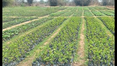 Saplings in forest department nursery in Prayagraj. (Sourced)