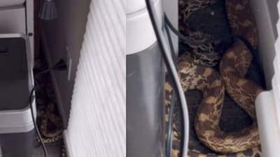 A Colorado man found a massive snake under his desk. (Instagram/miraclemancash) A Colorado man found a massive snake under his desk. (Instagram/miraclemancash)