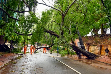 Fire and rescue personnel clear an uprooted tree after heavy rainfall in Kerala (PTI) Fire and rescue personnel clear an uprooted tree after heavy rainfall in Kerala (PTI)