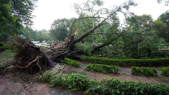Trees uprooted after strong winds and rainfall, in New Delhi, Sunday, May 25. (PTI)