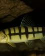 Cave-dwelling fish that can survive on surface found in Meghalaya Cave-dwelling fish that can survive on surface found in Meghalaya