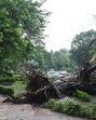 A fallen tree on Motilal Nehru Marg in New Delhi on Sunday. (Arvind Yadav/HT Photo) A fallen tree on Motilal Nehru Marg in New Delhi on Sunday. (Arvind Yadav/HT Photo)