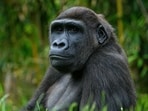 Ape