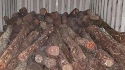 ED nabs man for smuggling red sanders worth ₹68 crore to Dubai ED nabs man for smuggling red sanders worth ₹68 crore to Dubai