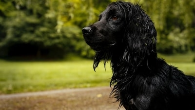 Kate Middleton and Prince William shared the picture of Orla on their social media handle last month on National Pet Day. (Instagram/princeandprincessofwales) Kate Middleton and Prince William shared the picture of Orla on their social media handle last month on National Pet Day. (Instagram/princeandprincessofwales)