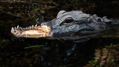 Instagram users reacted with shock after a photographer posted images of an alligator missing its upper jaw. (Instagram/herpingtime) Instagram users reacted with shock after a photographer posted images of an alligator missing its upper jaw. (Instagram/herpingtime)