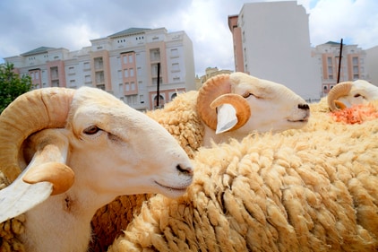 Sheep graze ahead of the June 6th Eid al-Adha, or "Feast of Sacrifice," when Muslims around the world slaughter sheep and cattle in remembrance of Abraham's near-sacrifice of his son. (AP Photo/Fateh Guidoum) Sheep graze ahead of the June 6th Eid al-Adha, or "Feast of Sacrifice," when Muslims around the world slaughter sheep and cattle in remembrance of Abraham's near-sacrifice of his son. (AP Photo/Fateh Guidoum)