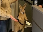 An AI video of a kangaroo at an airport has gone viral on social media