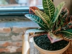 Plants