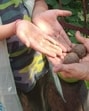 The cowdung seed balls offered at the Bhandara (HT Photo)