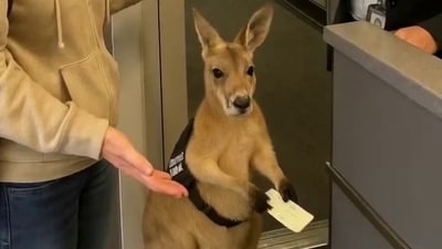An AI video of a kangaroo at an airport has gone viral on social media (Instagram/@infiniteunreality)