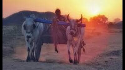 According to the rules, animals cannot be used between 12 noon and 3 pm in areas where the temperature exceeds 37°C. (SOURCED)