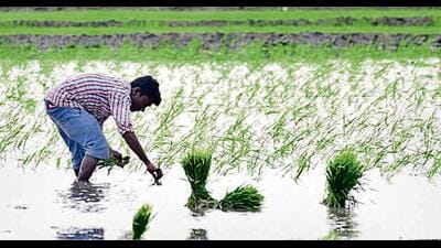 Officials in the state agriculture department have said many farmers still continue to prefer the cultivation of the long-duration, water-guzzling PUSA 44 and PR 126 varieties, despite bans and advisories against their use. Officials in the state agriculture department have said many farmers still continue to prefer the cultivation of the long-duration, water-guzzling PUSA 44 and PR 126 varieties, despite bans and advisories against their use.