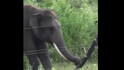 Internet users praised an elephant’s clever move as it safely disabled an electric fence. (X/@ParveenKaswan) Internet users praised an elephant’s clever move as it safely disabled an electric fence. (X/@ParveenKaswan)