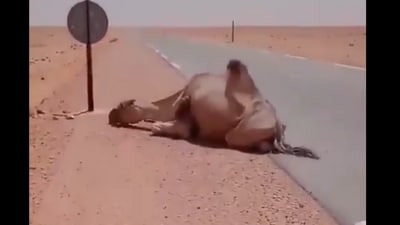 A kind driver was seen offering water to a dehydrated camel in the desert. (X/@AMAZlNGNATURE) A kind driver was seen offering water to a dehydrated camel in the desert. (X/@AMAZlNGNATURE)