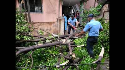 The PMC said that even in public places, it took action with respect to dangerous trees and branches. (HT) The PMC said that even in public places, it took action with respect to dangerous trees and branches. (HT)