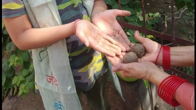 The cowdung seed balls offered at the Bhandara (HT Photo)