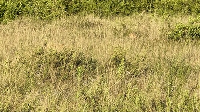 Internet users struggled to find a hidden lion cub in a grassy field. (Reddit/alltooeasye)