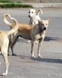 Presently, agencies follow the Animal Birth Control Rules, 2023, under the Prevention of Cruelty to Animals Act, 1960, which prohibit relocation of community dogs, except for sterilisation and vaccination. (FILE) Presently, agencies follow the Animal Birth Control Rules, 2023, under the Prevention of Cruelty to Animals Act, 1960, which prohibit relocation of community dogs, except for sterilisation and vaccination. (FILE)