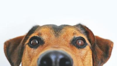 Man gets 4-month prison after his dog bites neighbour Man gets 4-month prison after his dog bites neighbour