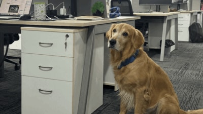 The startup's co-founder said bringing Denver into the office and making their office officially pet-friendly were "the best decisions we've made." (LinkedIn/RahulArepaka) The startup's co-founder said bringing Denver into the office and making their office officially pet-friendly were "the best decisions we've made." (LinkedIn/RahulArepaka)