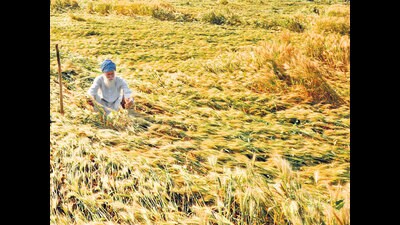 Bulk traders can now stock 3,000 tonne of wheat at a time, while retailers can hold up to 10 tonne of the grain, a government notification said. (HT PHOTO)